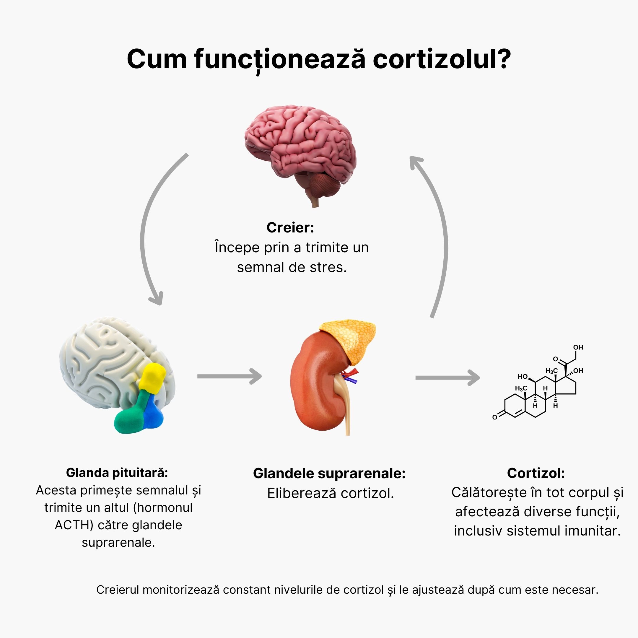 (Rumunština) Jak funguje kortizol
